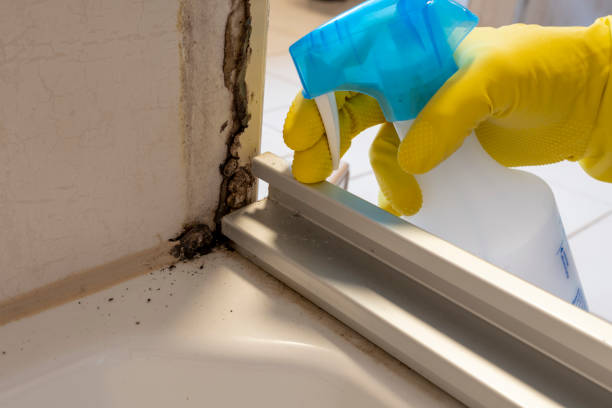 Best Home Mold Removal  in Colfax, LA