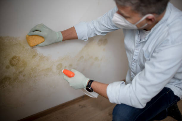 Best Attic Mold Removal  in Colfax, LA