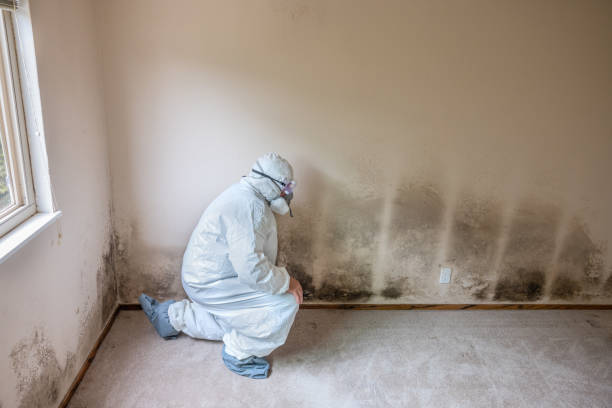 Colfax, LA Mold Removal Company