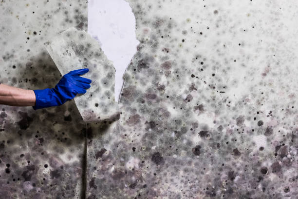 Best Emergency Mold Removal  in Colfax, LA