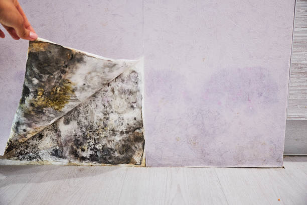 Best Mold Removal Specialists  in Colfax, LA